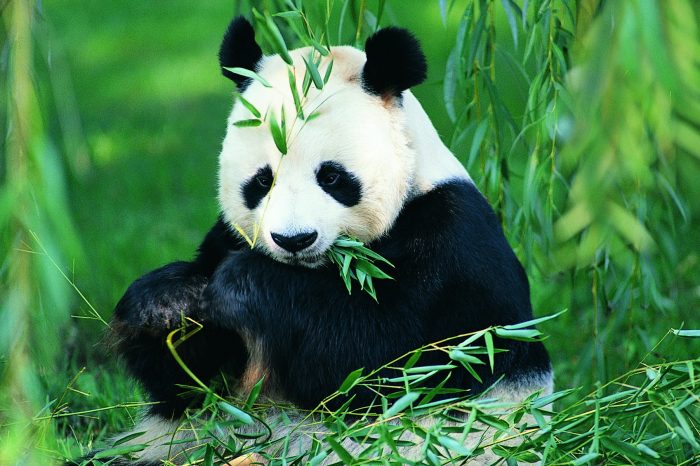Panda Tours – Page 3 – Adventure & Tour China